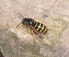 Dolichovespula alpicola