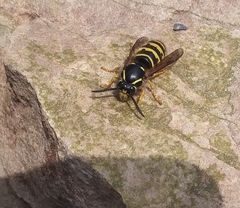 Dolichovespula alpicola