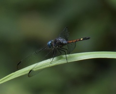 Micrathyria atra