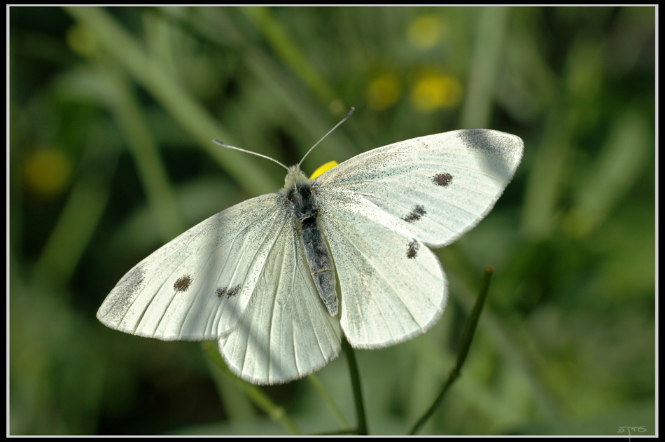Small White Butterfly (Pieris rapae) 