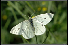 Small White - Photo (c) Eran Finkle, some rights reserved (CC BY)