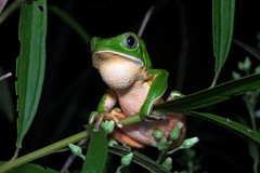 Hidden Walking Leaf Frog photo 3