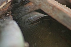 Notomabuya frenata