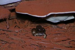 Leptodactylus mystacinus