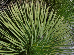 Agave stricta