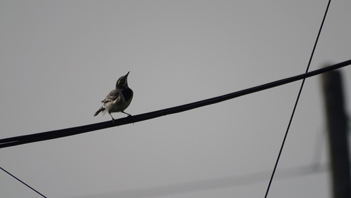 Masked Wagtail