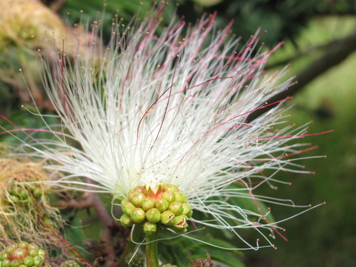Image of Calliandra pittieri by (c) Carlos Alberto Rodriguez, some rights reserved (CC BY)