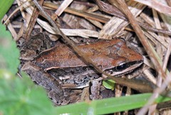 Leptodactylus mystacinus