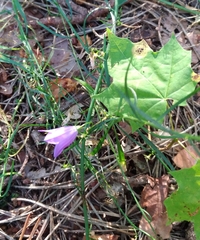 Campanula rotundifolia