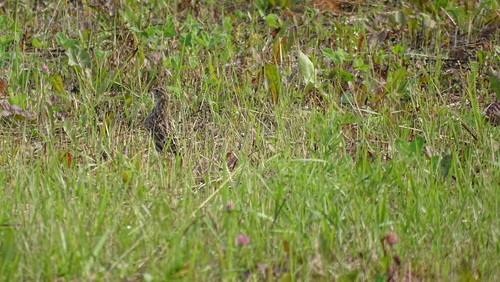 Eurasian Skylark