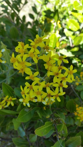 Senecio cochlearifolius image