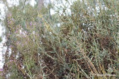Erica australis