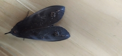 Tetrisia florigera