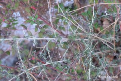 Adenocarpus telonensis