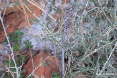 Adenocarpus telonensis