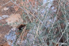 Adenocarpus telonensis