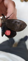 Tetrisia florigera