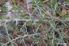 Adenocarpus telonensis