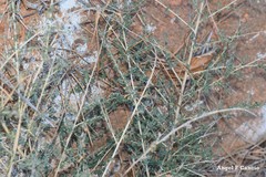 Adenocarpus telonensis