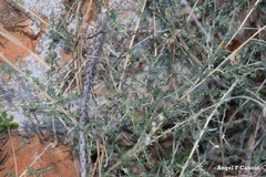 Adenocarpus telonensis