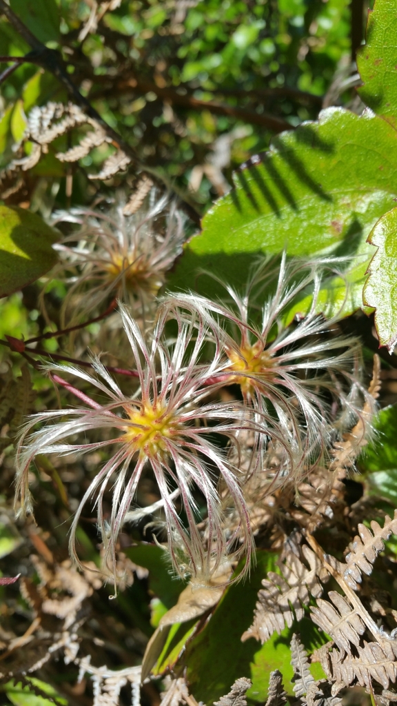 Clematis mauritiana