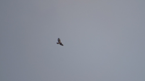 Eastern Buzzard