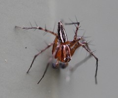 Oxyopes elegans