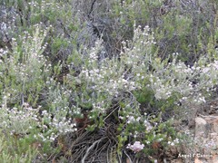 Erica australis