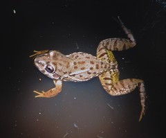 Leptodactylus bufonius