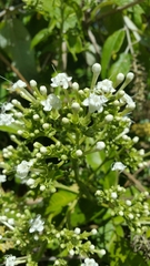 Image of Clerodendrum micans