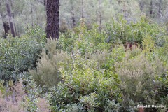 Phillyrea angustifolia