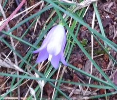 Campanula rotundifolia