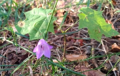 Campanula rotundifolia