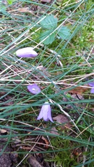 Campanula rotundifolia