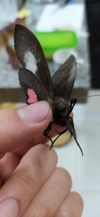 Tetrisia florigera