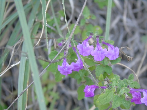 Oaxacan Skullcap (Scutellaria oaxacana)