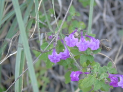 Scutellaria oaxacana