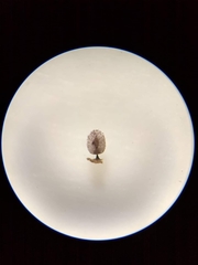 Comatricha meandrispora