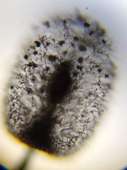 Comatricha meandrispora