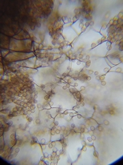 Comatricha meandrispora