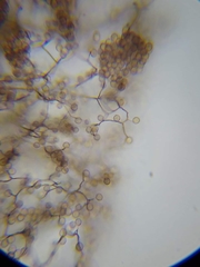 Comatricha meandrispora