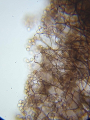 Comatricha meandrispora