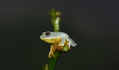 Asanka's Shrub Frog photo 4