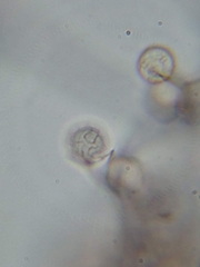 Comatricha meandrispora