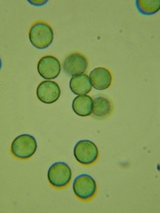 Comatricha meandrispora