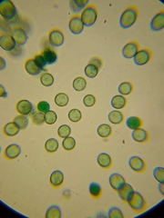Comatricha meandrispora