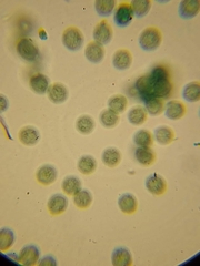 Comatricha meandrispora