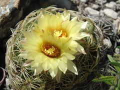 Coryphantha pseudoradians