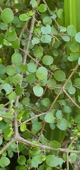 Coprosma wallii