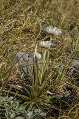 Celmisia armstrongii